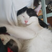 芝平平平しばだいらへいぺい