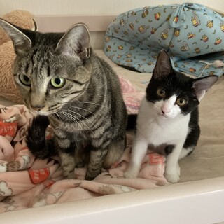 母猫と子猫の里親を募集しています