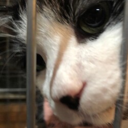 シュリのおうち犬猫譲渡会