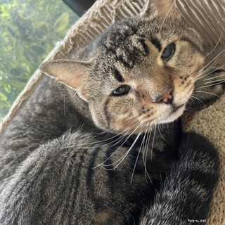 癒し系マーブルくん