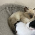 雑種の子猫のオスとメスです。
