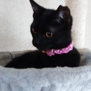 かわいいクロ猫です