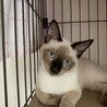 シャム風ミックス　マイペースなルスくん サムネイル2