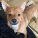 3ヶ月から4ヶ月のMIX犬