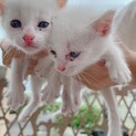 白い子猫2匹の里親さま募集
