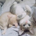 甘えん坊の女の子