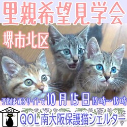 堺市北区「QOL南大阪保護猫シェルター」里親希望見学会