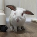 【屋古(やこ)くん】大人しめの白毛くん