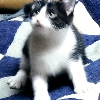 超ハッピーなハチワレちゃん２か月