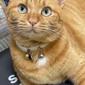 甘えん坊の茶トラ女子♪