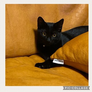 すてきな里親様と巡り合う事が出来ました❣️