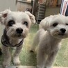 こなじろ