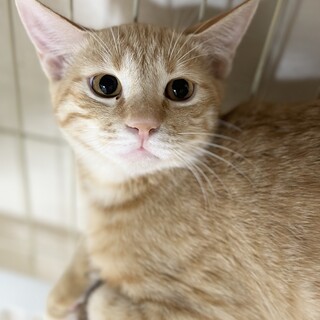 穏やかな性格の薄茶とら君【譲渡会参加】