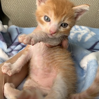 超フレンドリーな茶トラのトトくん❣️