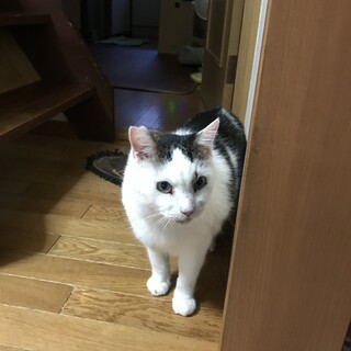 菊丸くん^_^緊急里親募集中！！