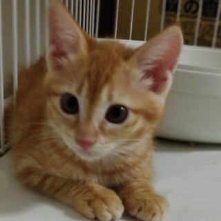 募集停止中　撫でるとゴロゴロな女の子(姉妹希望)