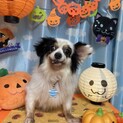 パピヨン　女の子　べべちゃん