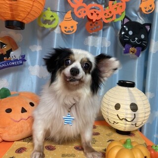 パピヨン　女の子　べべちゃん