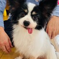 パピヨン　男の子　ペロくん