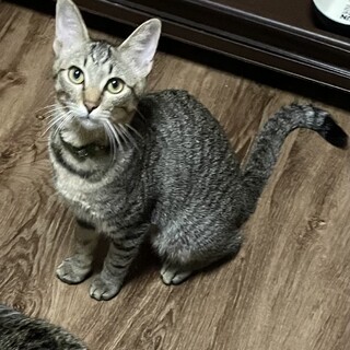 仮名　ぴりか♀