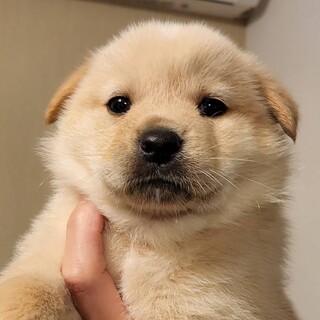 生後40日前後の男の子②
