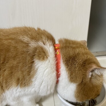 首輪の柄