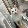 あすを