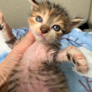 超フレンドリーな三毛猫のミルちゃん❣️