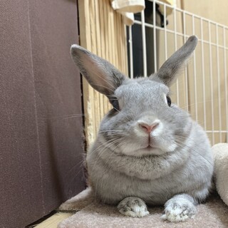 陽気でかわいい保護うさぎ　ルカちゃん
