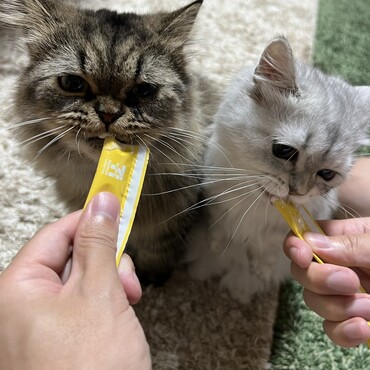 の写真