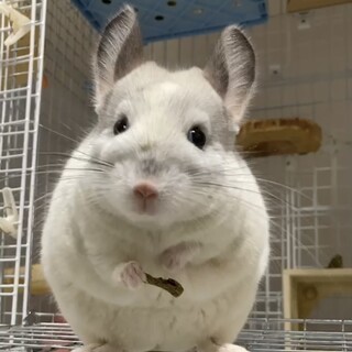 里親さんが決まりました。