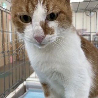 茶白　男の子　2歳