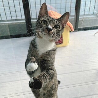 人懐っこい甘えん坊な男の子です