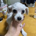 マルプーのマルコちゃんの里親募集
