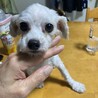 マルプーのマルコちゃんの里親募集 サムネイル3