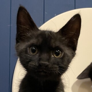 元気いっぱいヤンチャで明るい性格の黒猫