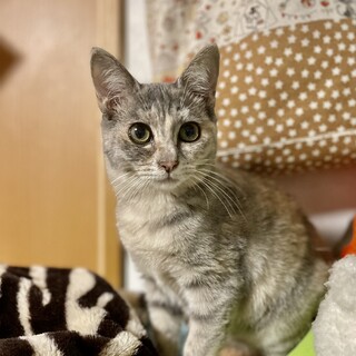まんまるフォームが可愛いグレーサビ