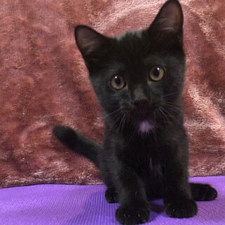 お胸のふわふわ綿毛がチャームポイント♪