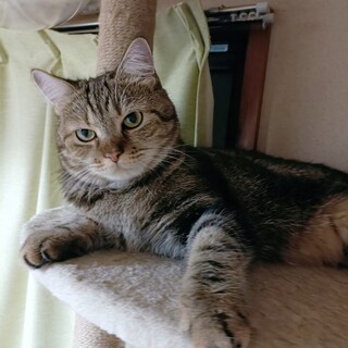 大人しいももちゃん