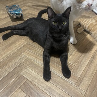 デレデレこすも♂ブラックスモークイケメン