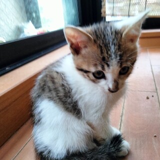 人なれ抜群子猫1か月半♂先住猫との共生OK
