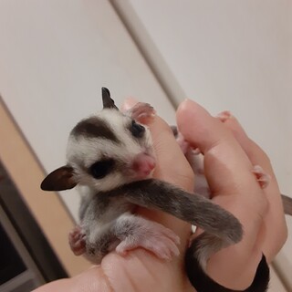 フクロモモンガ里親募集