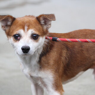 小さな身体で震えています【仮名チャイ君】