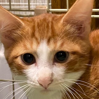 ３ヶ月の茶トラの仔猫