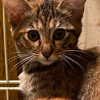 5ヶ月くらいのサビの仔猫