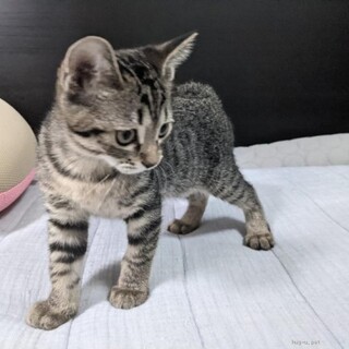 ぶりっ子得意な元気な女の子