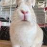 保護うさぎ 滋賀っこ よつはちゃん サムネイル7