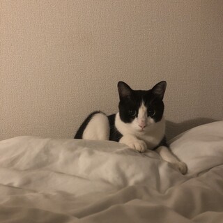 人懐っこい男の子です