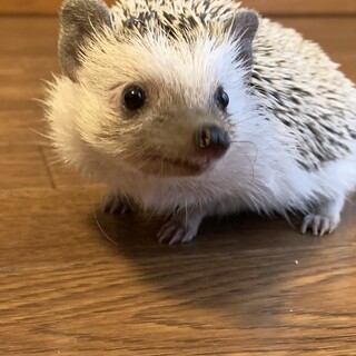 ハリネズミ　男の子2歳【応募が多く一時停止します】