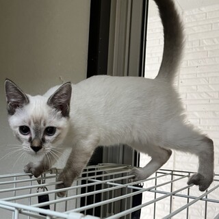 まいちゃん姉妹2匹一緒にお願いします❗️